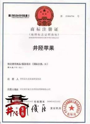 水果愛好者的福音 國家地理標(biāo)志產(chǎn)品“井陘蘋果”上市，代理代辦全面啟動(dòng)